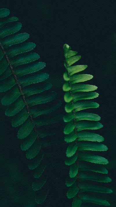 绿色蕨类植物近距离摄影
